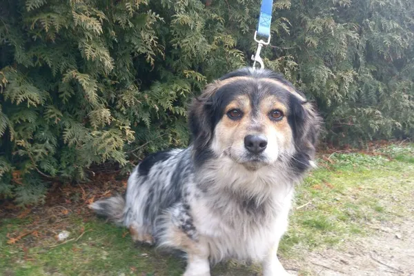 Pies do adopcji, Henrykowo, 3 lutego 2025