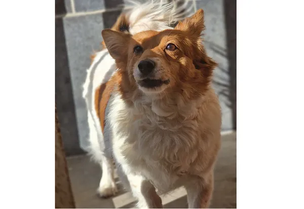 Znaleziono psa, Wrocław, 1 marca 2025