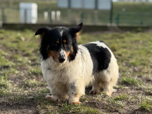 Pies do adopcji, Bydgoszcz, 6 marca 2025 (1/5)