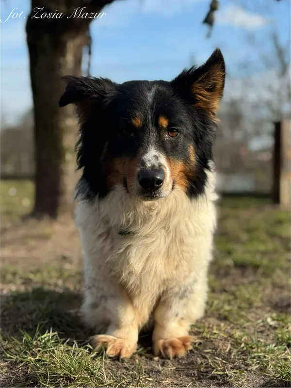 Pies do adopcji, Bydgoszcz, 6 marca 2025 (3/5)