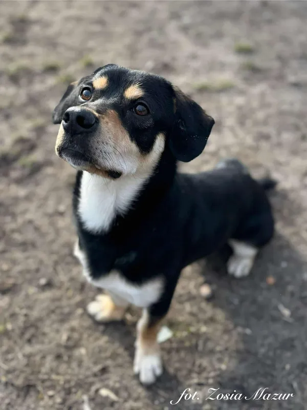Pies do adopcji, Bydgoszcz, 6 marca 2025 (1/5)