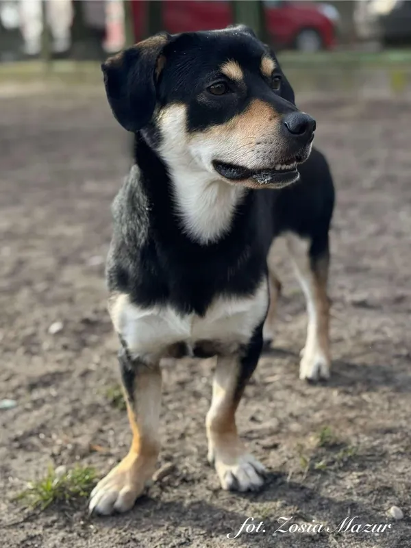 Pies do adopcji, Bydgoszcz, 6 marca 2025 (2/5)