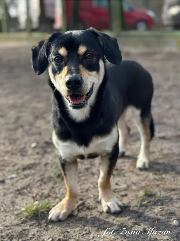 Pies do adopcji, Bydgoszcz, 6 marca 2025 (3/5)