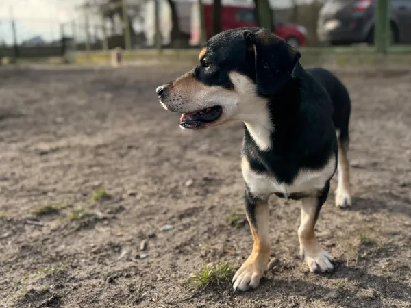 Pies do adopcji, Bydgoszcz, 6 marca 2025 (4/5)