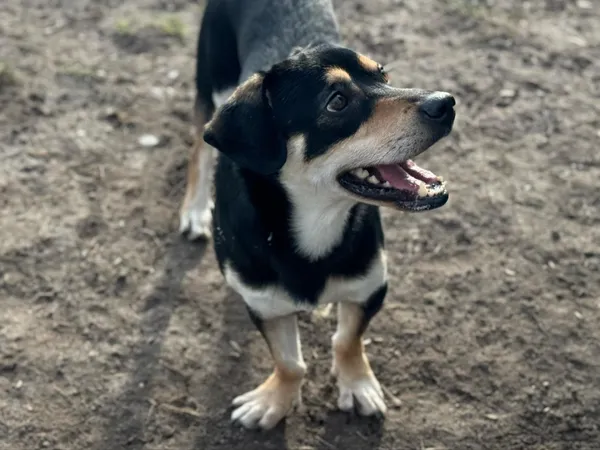 Pies do adopcji, Bydgoszcz, 6 marca 2025 (5/5)