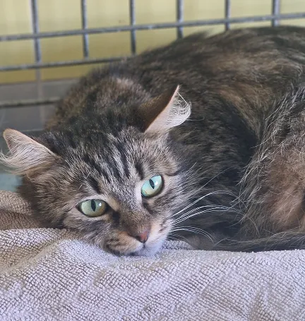 Kot do adopcji, Wrocław, 3 marca 2025