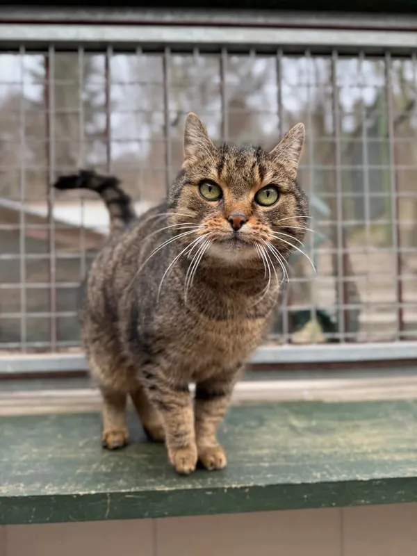 Kot do adopcji, Bydgoszcz, 6 marca 2025