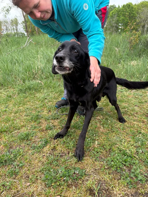 Znaleziono psa, Henrykowo, 3 marca 2025 (2/5)