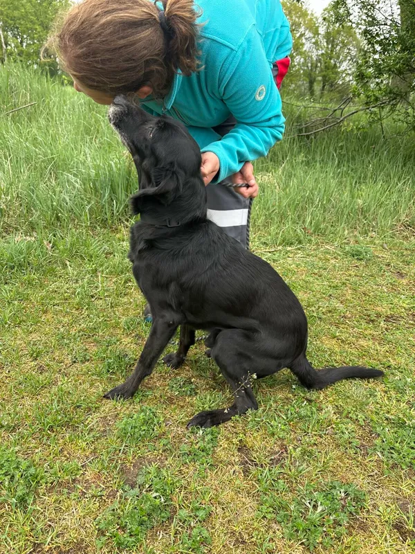 Znaleziono psa, Henrykowo, 3 marca 2025 (3/5)