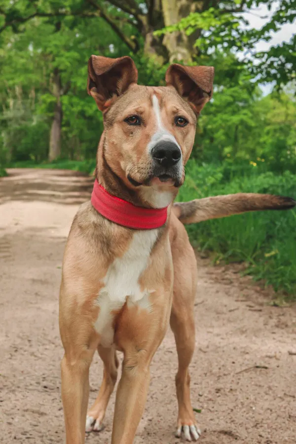 Znaleziono psa, Henrykowo, 25 lutego 2025 (4/5)