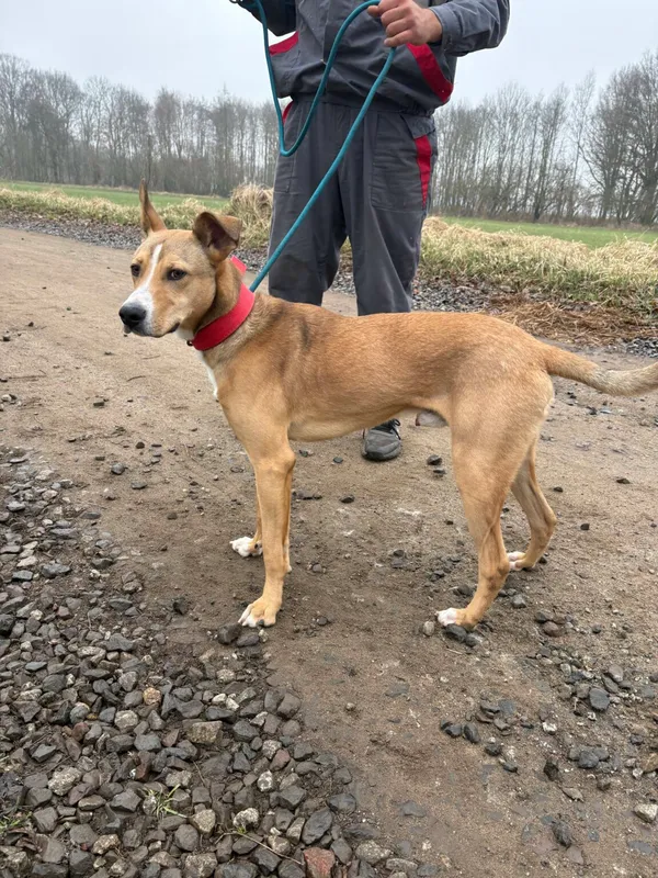 Znaleziono psa, Henrykowo, 25 lutego 2025 (5/5)