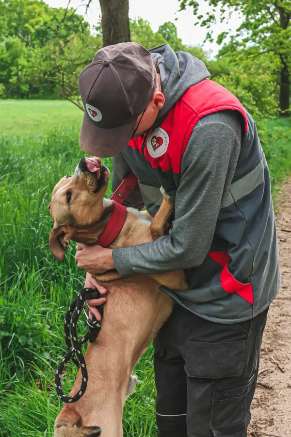 Znaleziono psa, Henrykowo, 25 lutego 2025 (2/5)