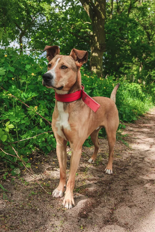 Znaleziono psa, Henrykowo, 25 lutego 2025 (3/5)