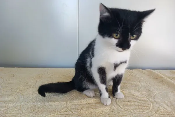 Znaleziono kota, Henrykowo, 13 lutego 2025