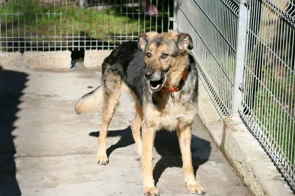 Znaleziono psa, Wałbrzych, 26 lutego 2025