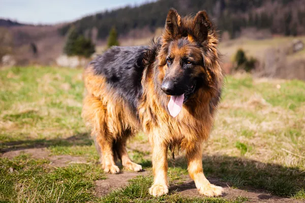 Znaleziono psa, Wałbrzych, 25 lutego 2025 (1/2)