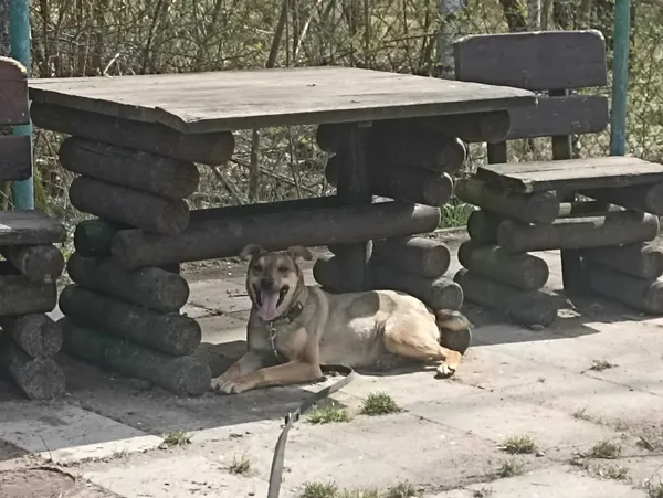 Znaleziono psa, Chojnice, 4 marca 2025 (4/5)