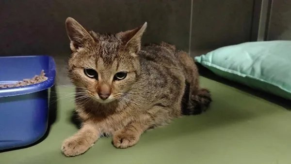 Znaleziono kota, Chojnice, 4 marca 2025