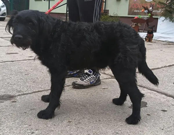 Znaleziono psa, Pieckowo, 4 marca 2025 (1/3)