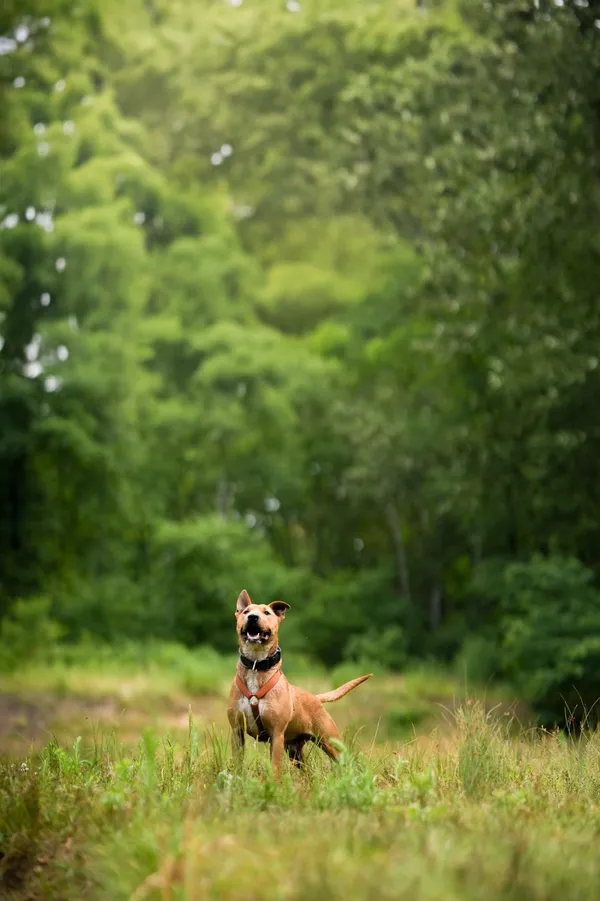 Znaleziono psa, Sosnowiec, 4 marca 2025 (5/5)