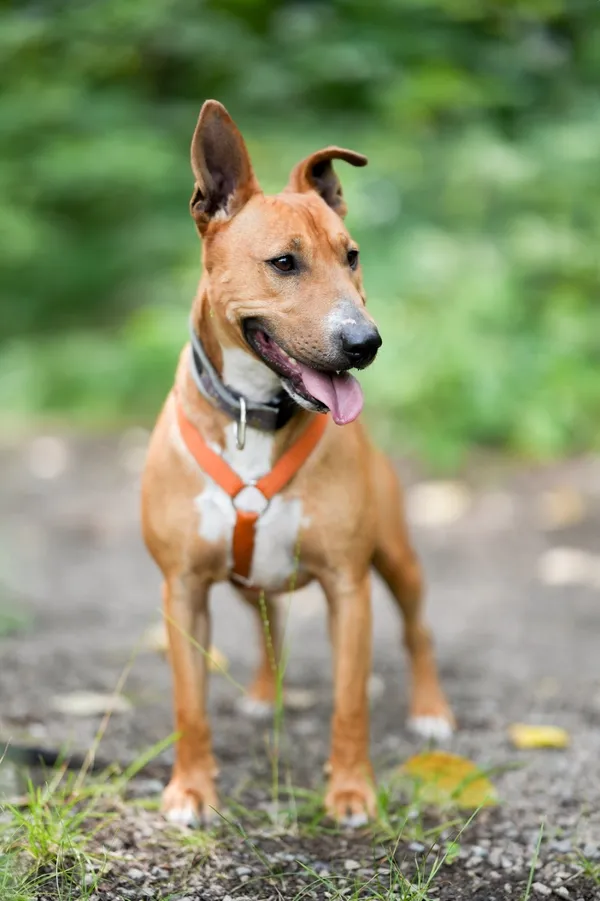 Znaleziono psa, Sosnowiec, 4 marca 2025 (2/5)