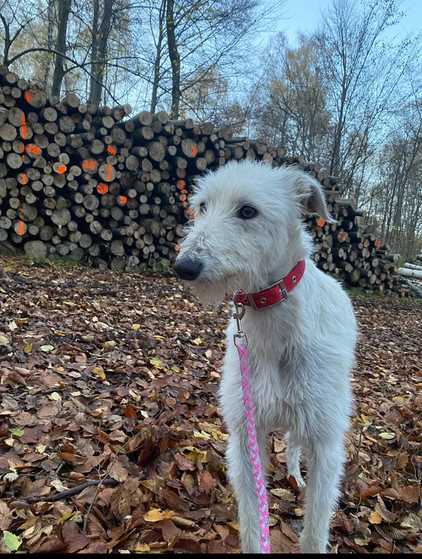 Zaginął pies, Przybysławice, 7 marca 2025