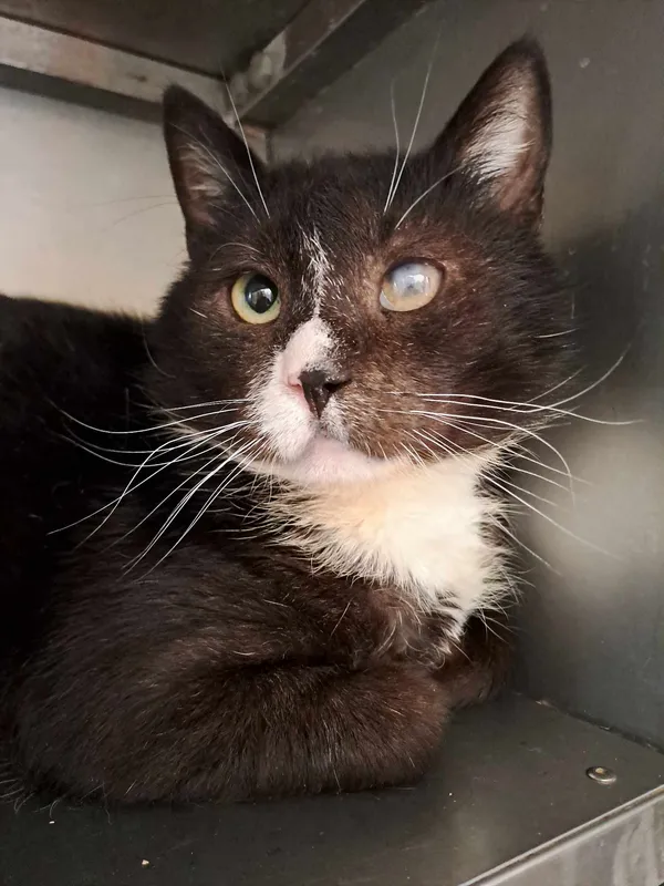 Kot do adopcji, Olsztyn, 31 grudnia 2024 (3/3)