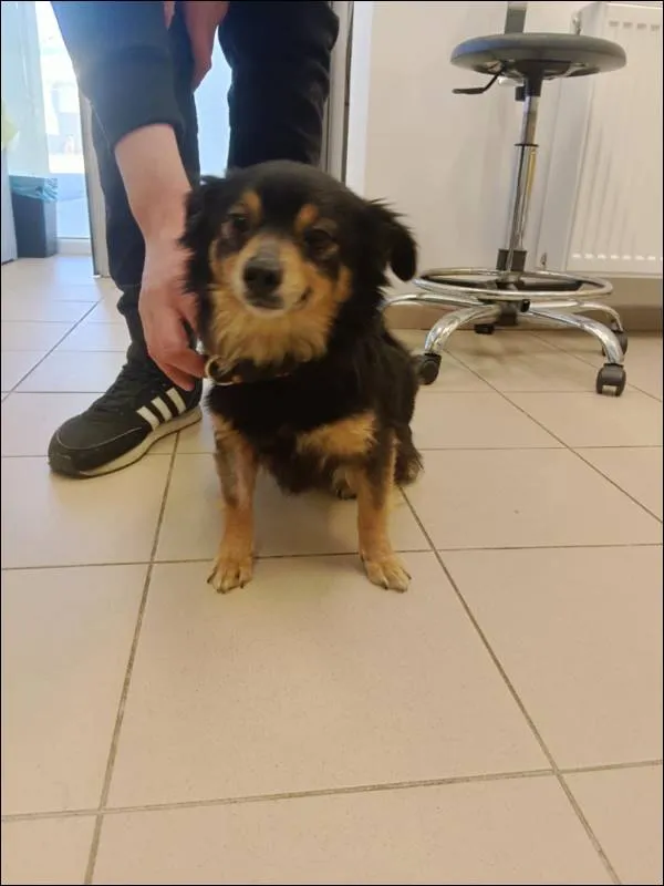 Znaleziono psa, Grudziądz, 6 marca 2025