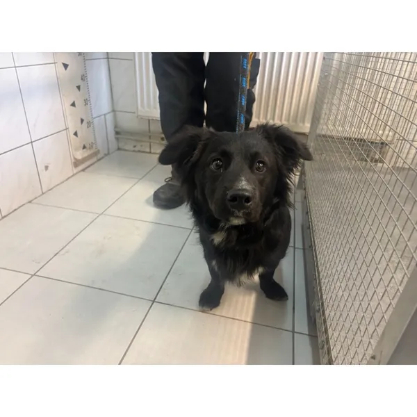 Znaleziono psa, Białystok, 7 marca 2025