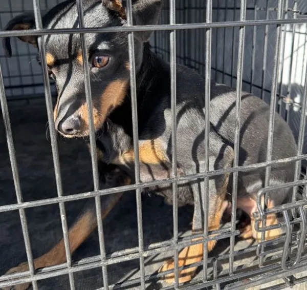 Znaleziono psa, Radom, 5 marca 2025