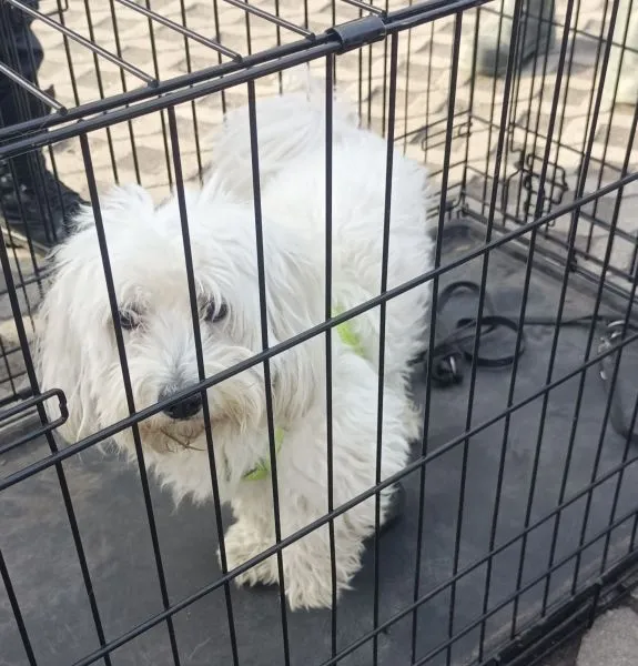 Znaleziono psa, Radom, 5 marca 2025