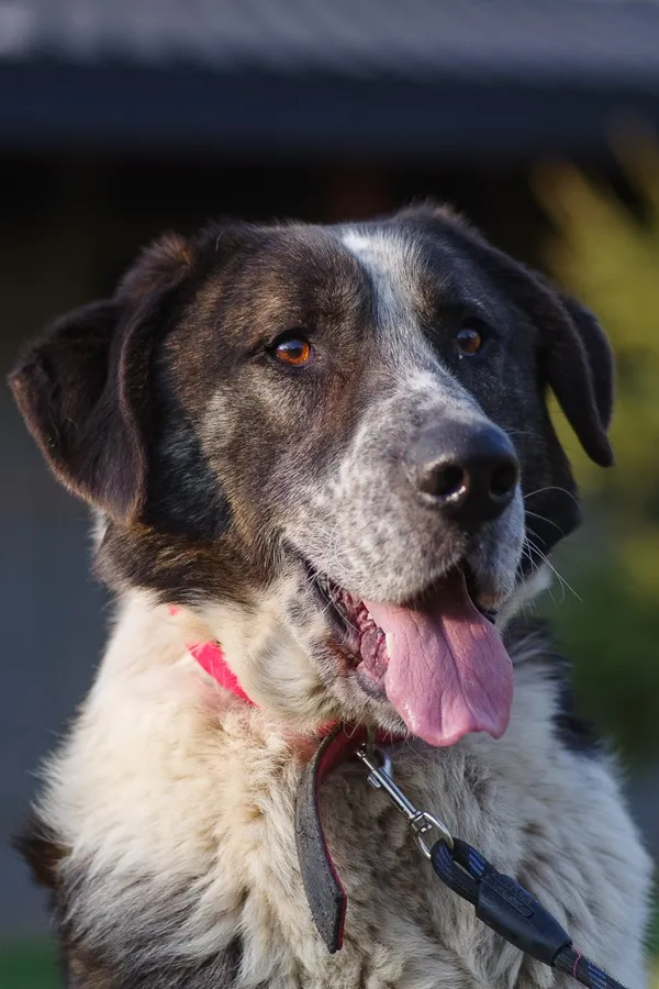 Pies do adopcji, Zgierz, 7 marca 2025 (1/5)