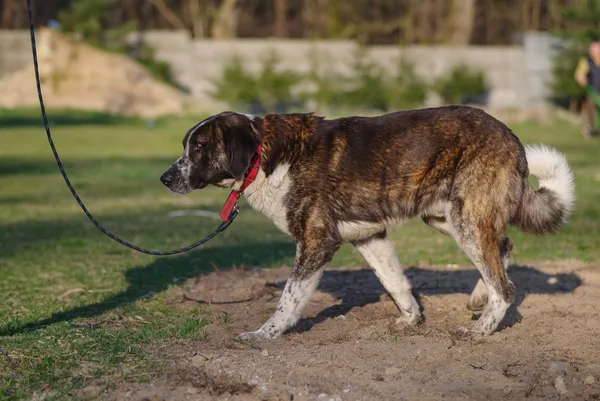 Pies do adopcji, Zgierz, 7 marca 2025 (3/5)