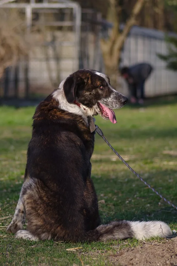 Pies do adopcji, Zgierz, 7 marca 2025 (5/5)