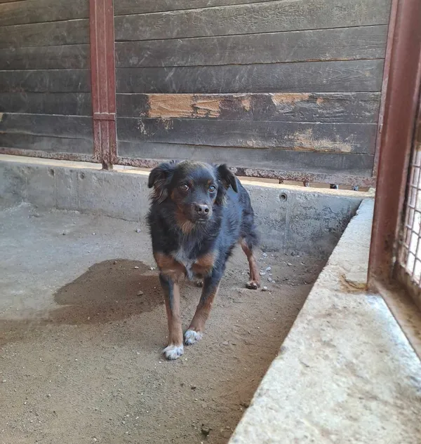 Znaleziono psa, Olsztyn, 5 marca 2025