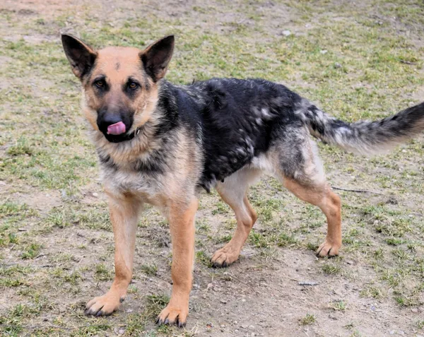 Znaleziono psa, Pieckowo, 7 marca 2025 (3/5)