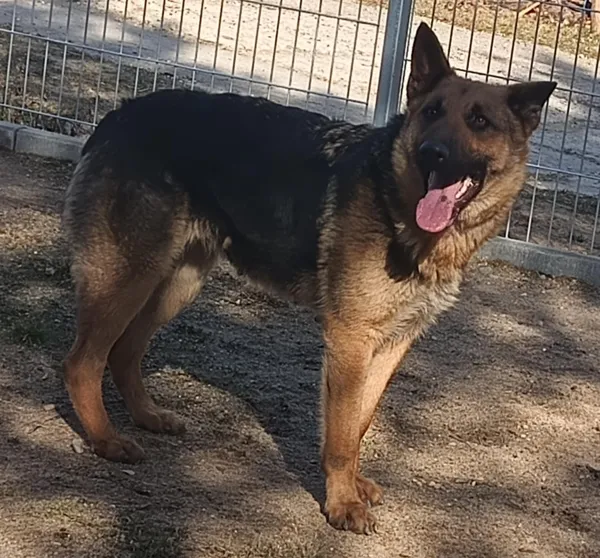 Znaleziono psa, Pieckowo, 7 marca 2025 (4/5)