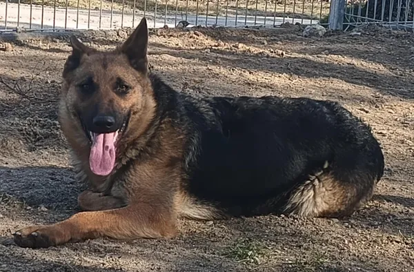 Znaleziono psa, Pieckowo, 7 marca 2025 (5/5)