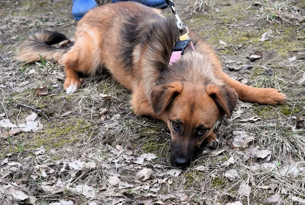 Znaleziono psa, Pieckowo, 7 marca 2025 (1/5)