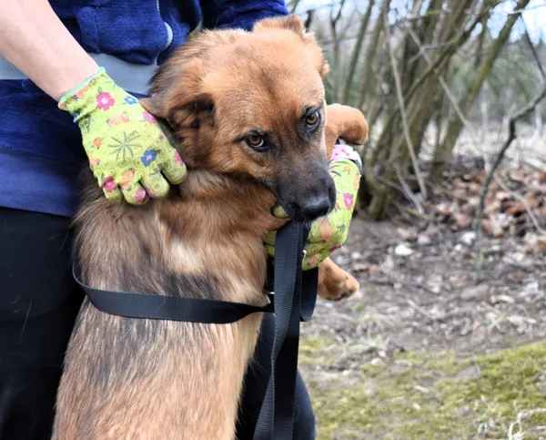 Znaleziono psa, Pieckowo, 7 marca 2025 (2/5)