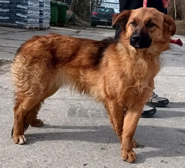 Znaleziono psa, Pieckowo, 7 marca 2025 (4/5)