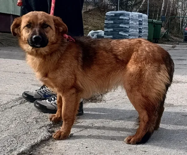 Znaleziono psa, Pieckowo, 7 marca 2025 (5/5)