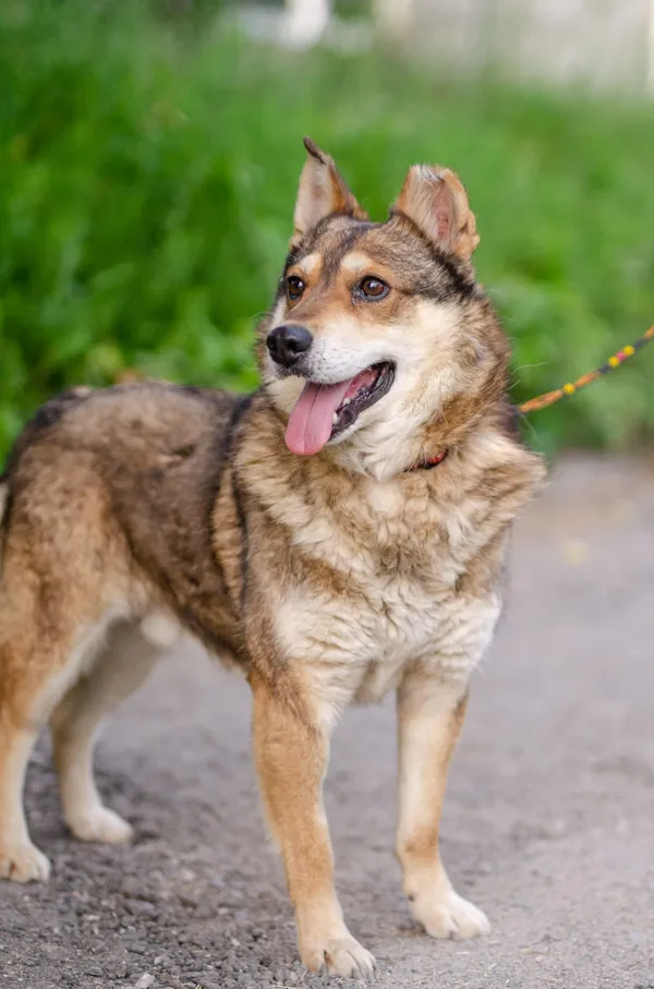 Oddam psa, Gdańsk, Młyniska, 8 marca 2025 (3/5)