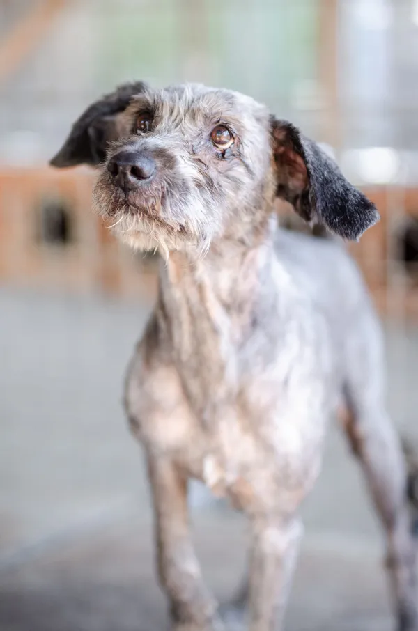 Oddam psa, Szłapy, 8 marca 2025 (1/4)