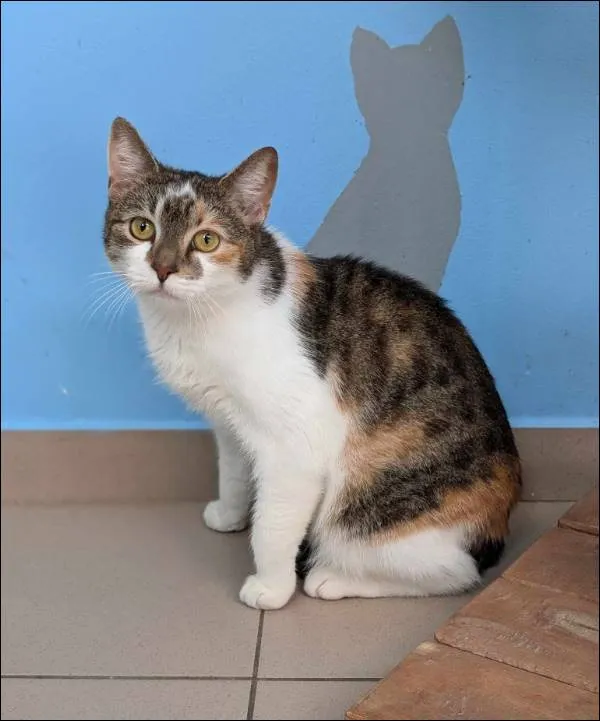 Znaleziono kota, Grudziądz, 7 marca 2025