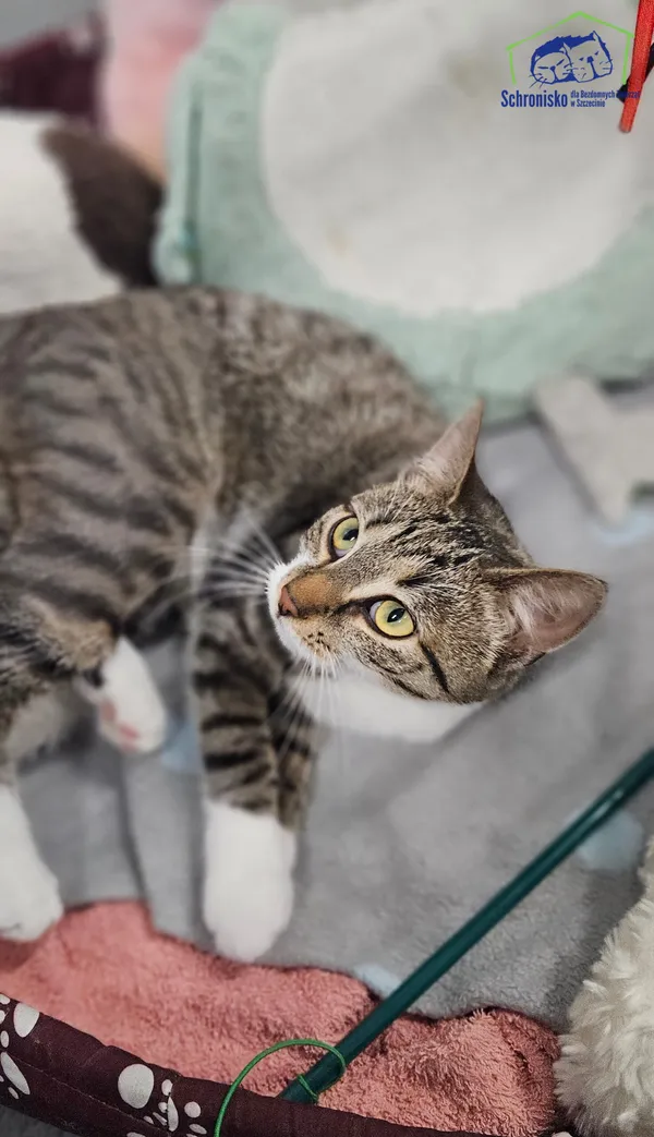 Znaleziono kota, Szczecin, 8 marca 2025 (3/5)