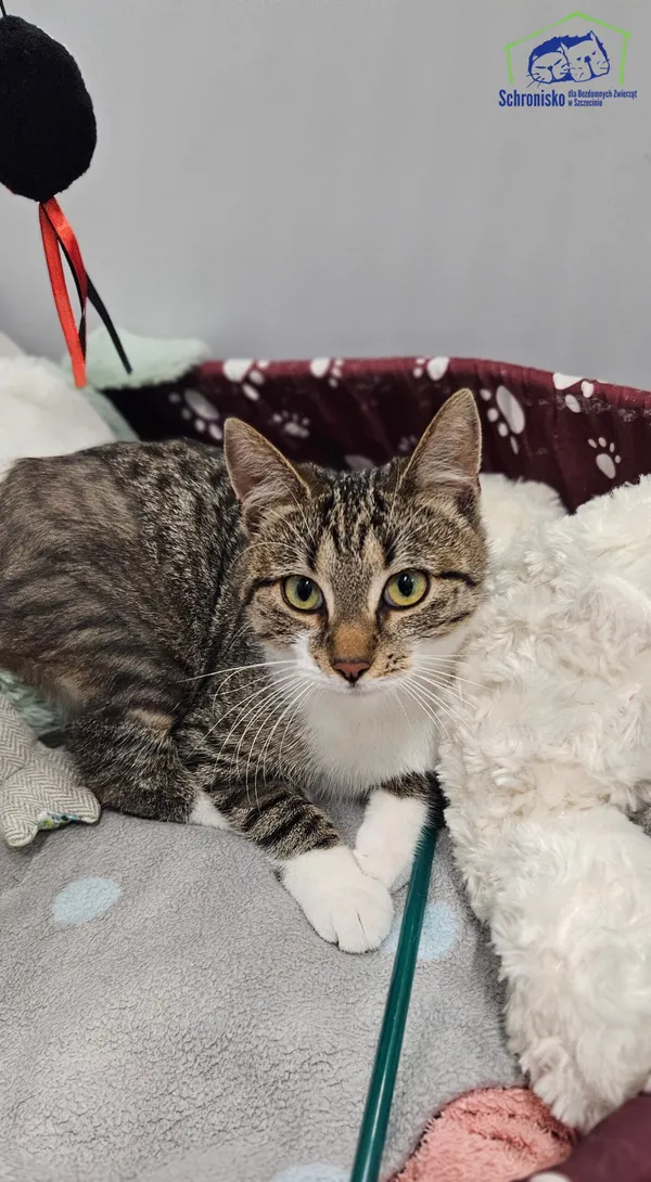 Znaleziono kota, Szczecin, 8 marca 2025 (5/5)