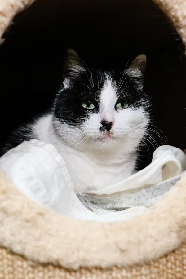 Kot do adopcji, Sosnowiec, 22 października 2024 (1/5)