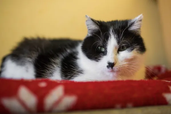 Kot do adopcji, Sosnowiec, 22 października 2024 (4/5)