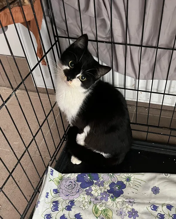 Znaleziono kota, Dobra, 8 marca 2025